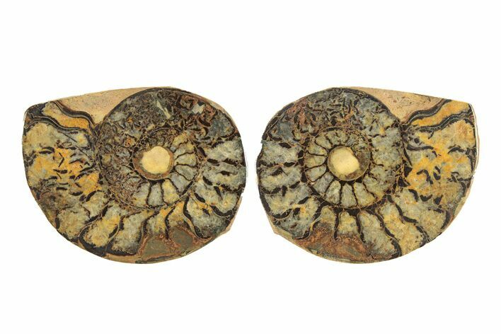 Sliced, Iron Replaced Fossil Ammonite - Morocco #269497